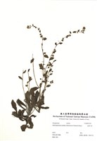 藏品(細纍子草)的圖片